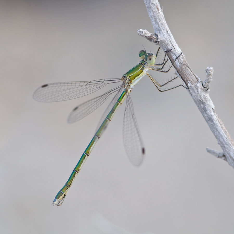 Lestes virens